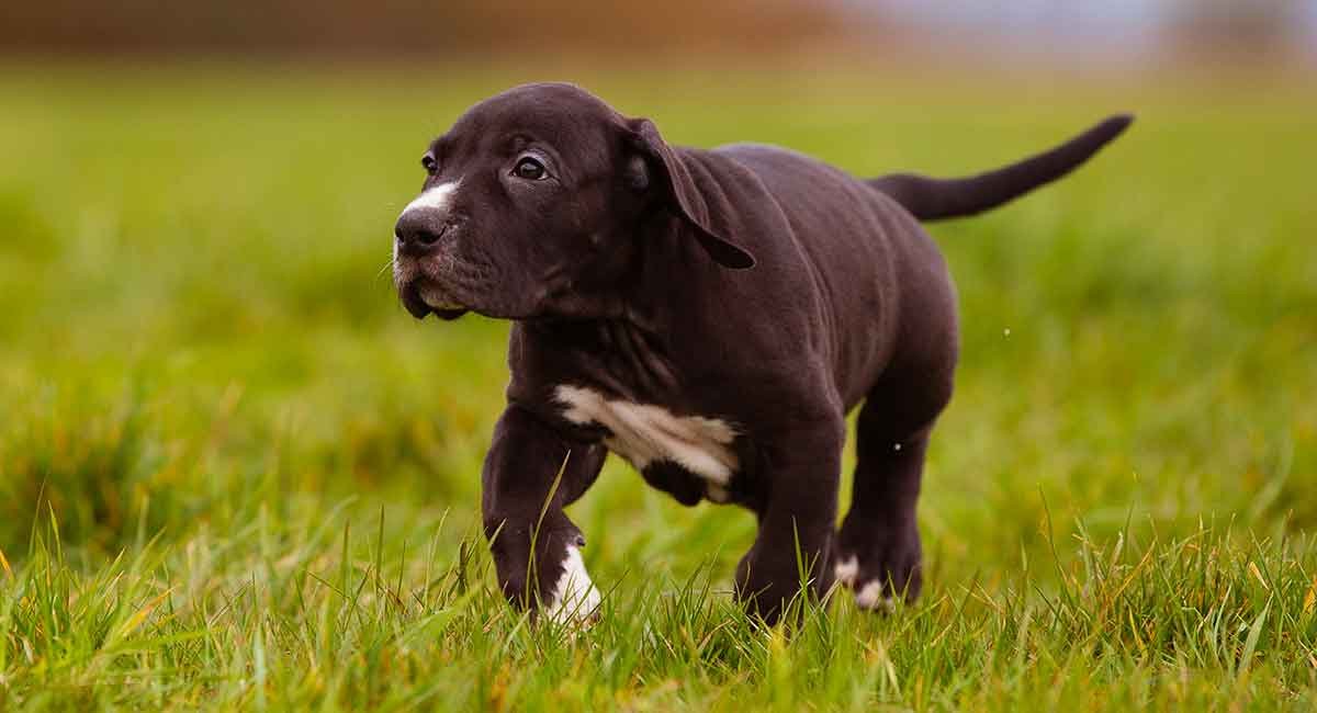 Great Dane Lab Mix Pictures